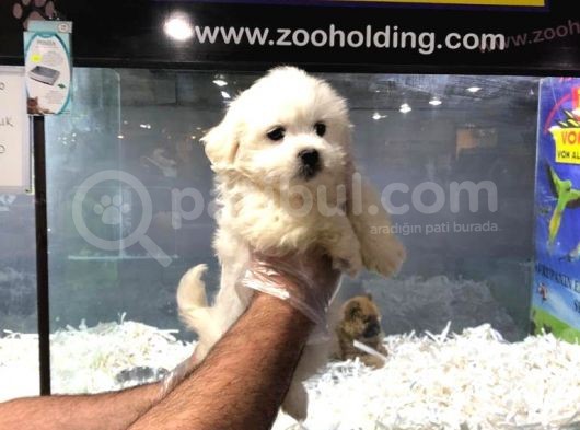 Mukemmel Maltipoo Bebekler Vonalp Pet Garantisiyle görsel