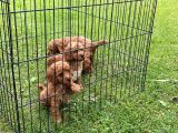 Orji̇nal Toy Poodle Yavrulari Vonalp Pet Guvencesi̇yle