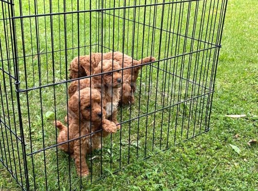 Orji̇nal Toy Poodle Yavrulari Vonalp Pet Guvencesi̇yle görsel