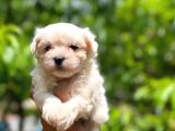 Maltese terrier yavrularım