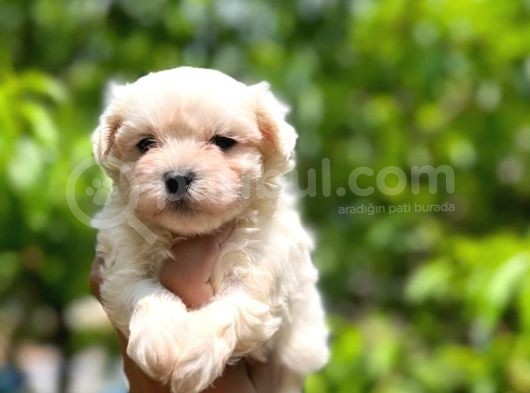 Maltese Terrier Yavrularım