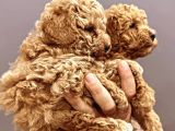 Erkek Ve Dişi Toy Poodle Yavruları