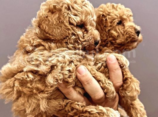 Erkek Ve Dişi Toy Poodle Yavruları görsel