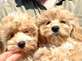 MÜKEMMEL MALTİPOO YAVRULARIMIZ