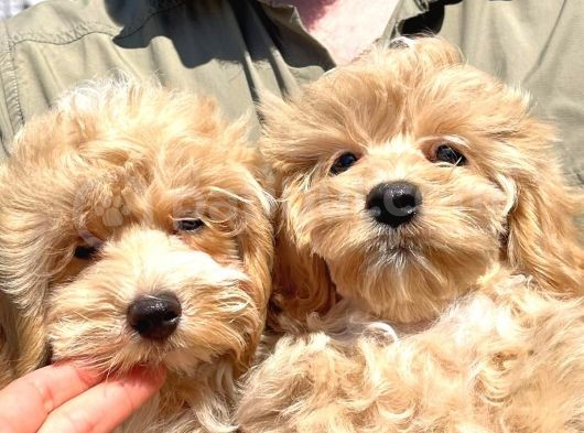 Mükemmel Malti̇poo Yavrularimiz