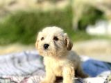 teacup maltipoo oğlumuz