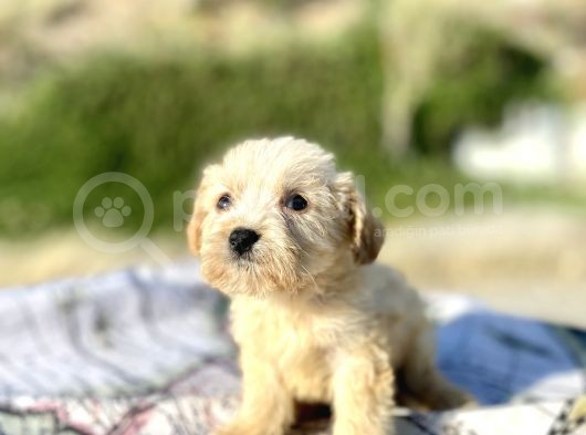 Teacup Maltipoo Oğlumuz