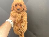 A Kali̇te Toy Poodle Bebekler Çi̇ftli̇ği̇mi̇zden