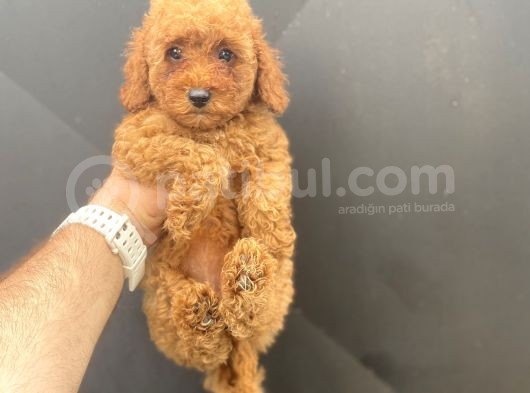 A Kali̇te Toy Poodle Bebekler Çi̇ftli̇ği̇mi̇zden görsel