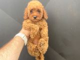 A Kali̇te Toy Poodle Bebekler Çi̇ftli̇ği̇mi̇zden