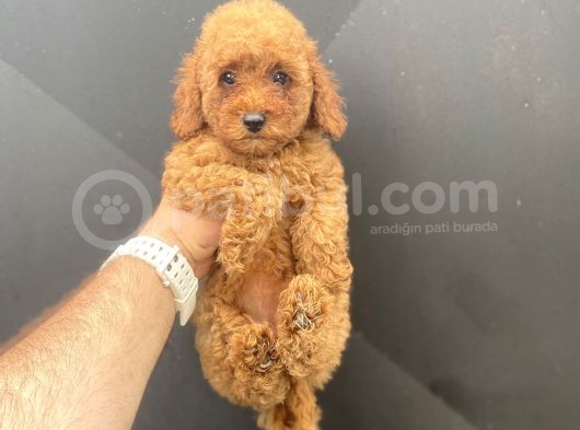 A Kali̇te Toy Poodle Bebekler Çi̇ftli̇ği̇mi̇zden görsel