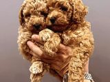 Erkek ve Dişi Toy Poodle Yavruları