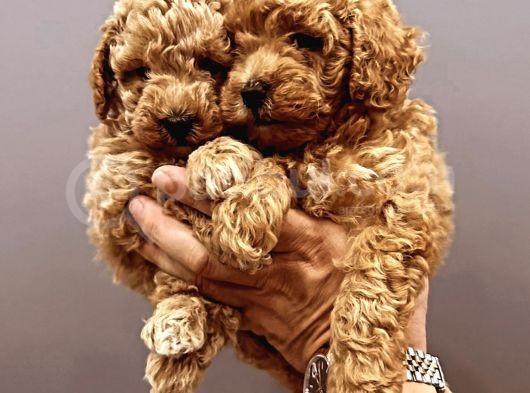 Erkek Ve Dişi Toy Poodle Yavruları
