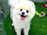 1 Yaşında Teddy Bear Pomerian Yavrularımız Dişi Ve Erkek