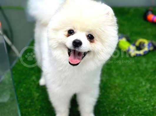 1 Yaşında Teddy Bear Pomerian Yavrularımız Dişi Ve Erkek