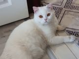 MERSİN FULL BEYAZ ERKEK BRITISH SHORTHAIR KEDİM KAYIP