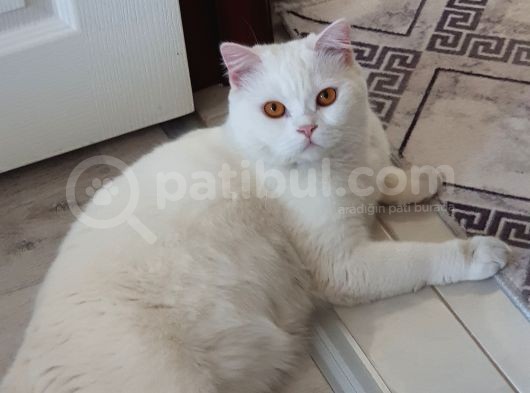 Mersi̇n Full Beyaz Erkek British Shorthair Kedi̇m Kayip