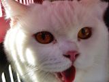 Mersi̇n Full Beyaz Erkek British Shorthair Kedi̇m Kayip