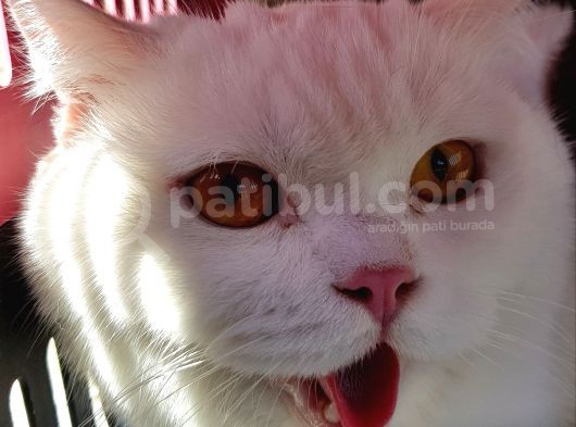 Mersi̇n Full Beyaz Erkek British Shorthair Kedi̇m Kayip görsel