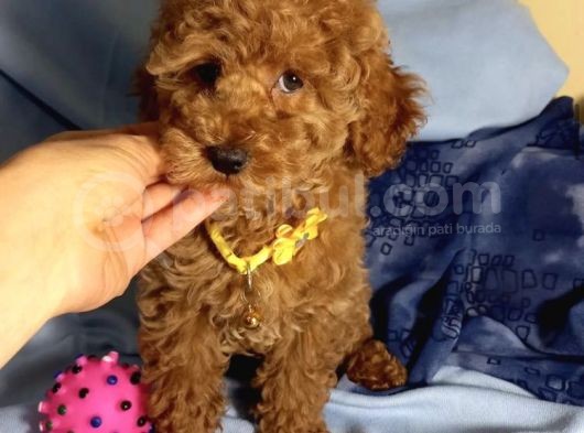 Red Brown Poodle Yavrularımız Dişi Ve Erkek