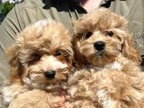 Mükemmel Malti̇poo Yavrularimiz