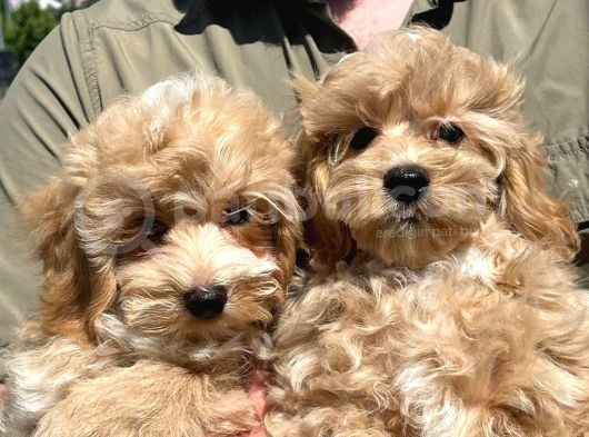 Mükemmel Malti̇poo Yavrularimiz görsel