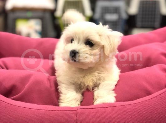 Vonalp Pet  Garanti̇si̇yle Sevi̇mli̇ Maltese Terri̇er Yavrularimiz görsel