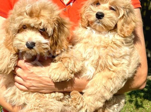 Bebek Yüzlü Malti̇poo Yavrularimiz