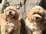 Mükemmel Malti̇poo Yavrularimiz