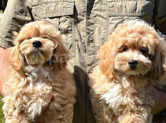 Mükemmel Malti̇poo Yavrularimiz görsel