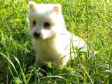 Resm Üreti̇ci̇den Samoyed Yavrular