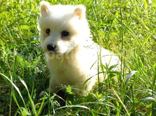 Resm Üreti̇ci̇den Samoyed Yavrular görsel