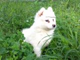 Resm Üreti̇ci̇den Samoyed Yavrular