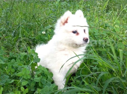 Resm Üreti̇ci̇den Samoyed Yavrular görsel