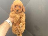 A KALİTE TOY POODLE BEBEKLER ÇİFTLİĞİMİZDEN