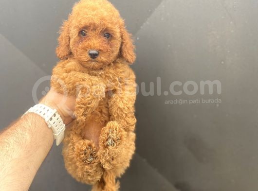 A Kali̇te Toy Poodle Bebekler Çi̇ftli̇ği̇mi̇zden