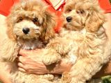 Bebek Yüzlü Malti̇poo Yavrularimiz