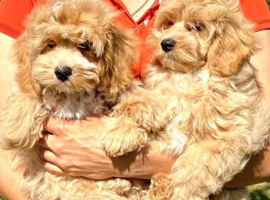 Bebek Yüzlü Malti̇poo Yavrularimiz görsel