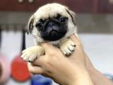 IRK VE SAĞLIK GARANTİLİ PUG MOPS YAVRULARIMIZ