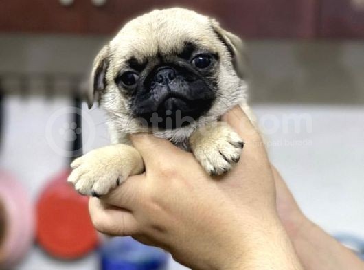 Irk Ve Sağlik Garanti̇li̇ Pug Mops Yavrularimiz