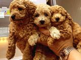 Erkek Ve Dişi Toy Poodle Yavruları