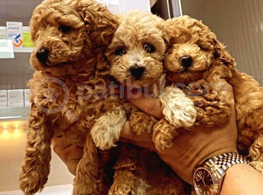 Erkek Ve Dişi Toy Poodle Yavruları görsel