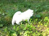 Resm Üreti̇ci̇den Samoyed Yavrular