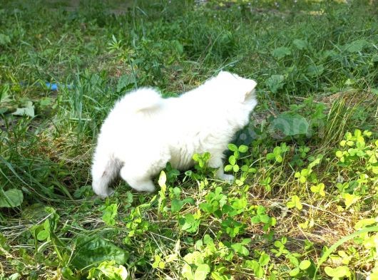 Resm Üreti̇ci̇den Samoyed Yavrular görsel