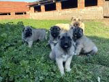 Üst düzey kangal yavrular