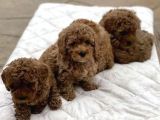 EV ORTAMINDA BÜYÜYEN TOY POODLE YAVRULARIM