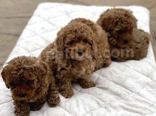 Ev Ortaminda Büyüyen Toy Poodle Yavrularim