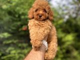 Bi̇r Çok Seçenek İle Poodle Bebekleri̇mi̇z