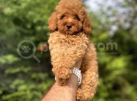 Bi̇r Çok Seçenek İle Poodle Bebekleri̇mi̇z görsel