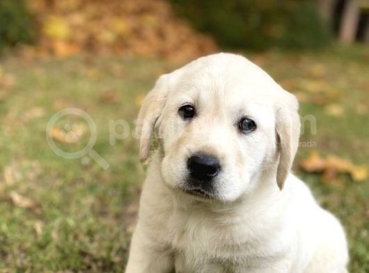 Baby Face Golden Retri̇ever Yavrularim